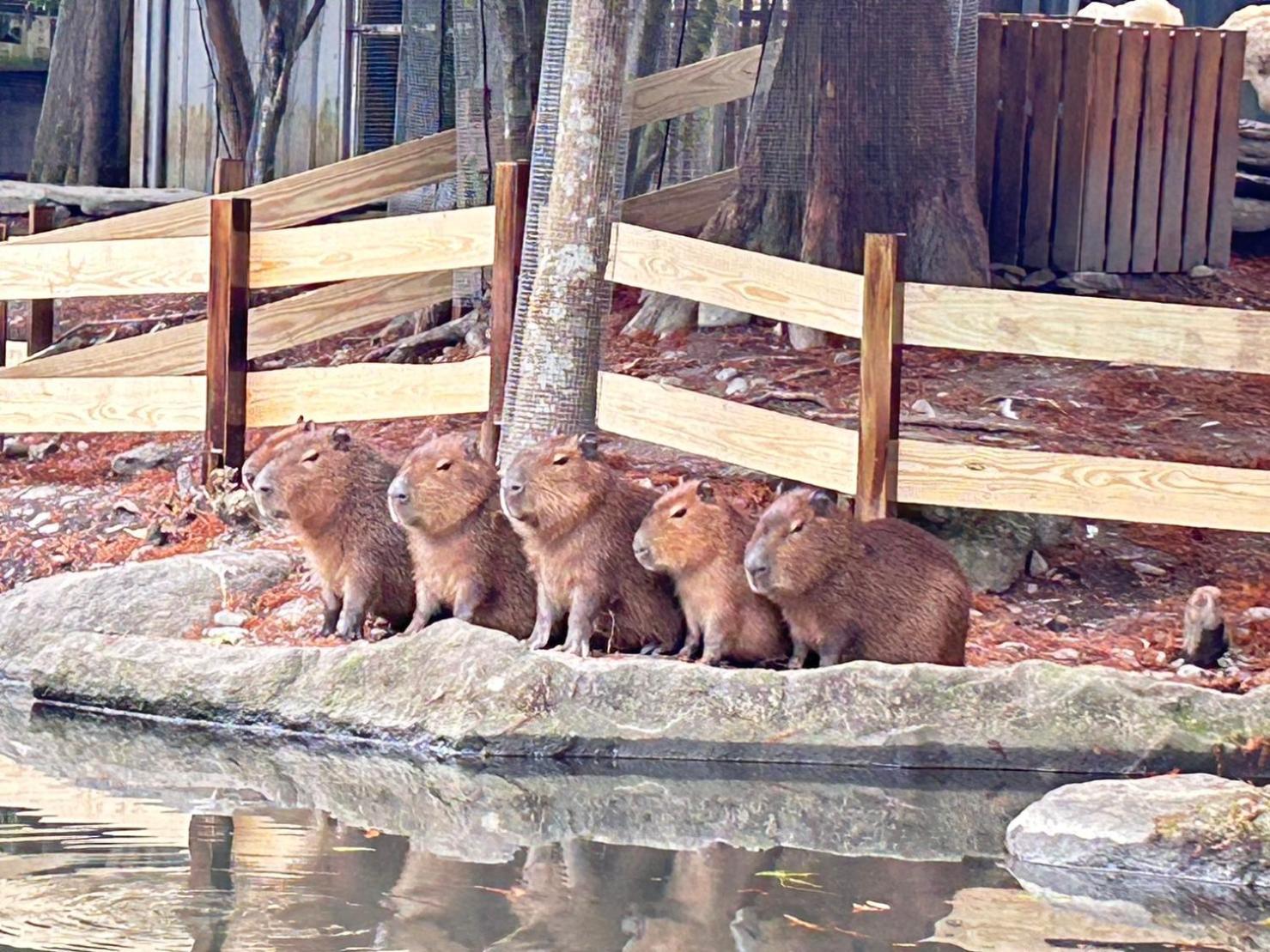 River Forest Leisure Farm Dongshan  Exteriör bild